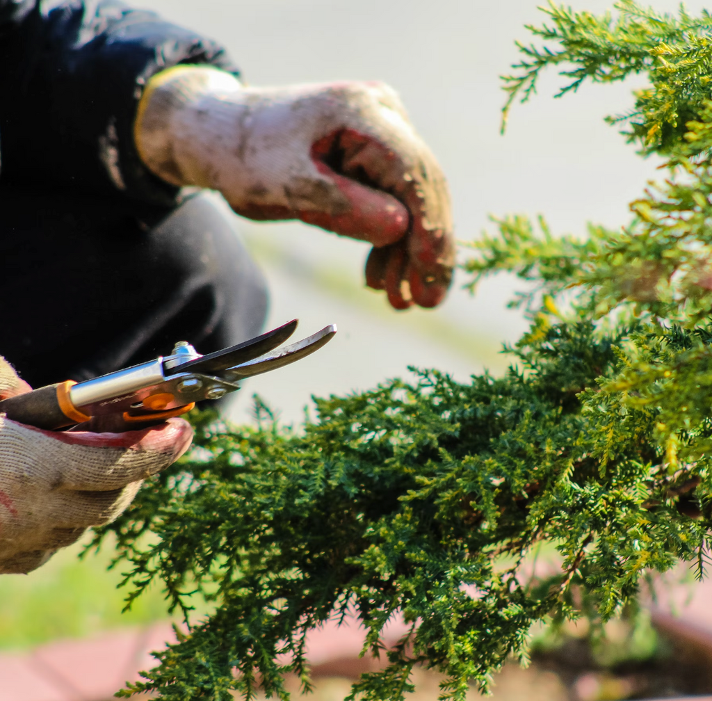 The Essential Gardening Shears: Your Green Thumb's Best Friend